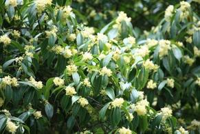 通道發現野生山桂花群落
