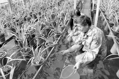 “上蘭下魚”種養效益高 | 臨安新聞網 | 臨安新聞門戶網站 | 浙江臨安 | 浙江省“文明辦網”示范單位 | 浙江省優秀新聞網