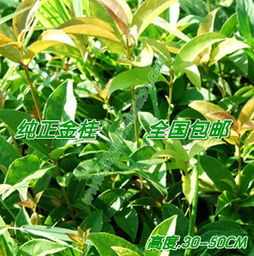 安徽桂花苗批發哪里便宜 桂群香桂花苗基地