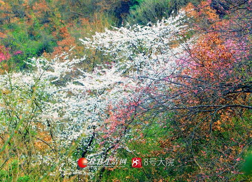 看哭了 廣西全州山櫻花開爛漫,美若天外仙客 圖