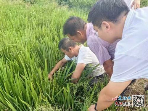 人保財(cái)險(xiǎn)樂安支公司 農(nóng)業(yè)專家下田間 圖