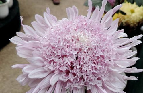 喜歡養(yǎng)花,試試精品花兒藕粉托桂,開花俊俏粉粉嫩嫩,俏皮可愛