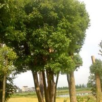 龍游綠球苗木場信息盡在農(nóng)苗網(wǎng) 第1頁