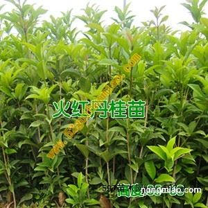 池州桂花苗價格 亳州桂花樹苗批發(fā) 池州桂花苗供應