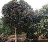 湖南香樟 桂花 羅漢松 杜鵑 紅花繼木湖南 株洲湖南友緣苗木基地產(chǎn)品供應(yīng)第1頁