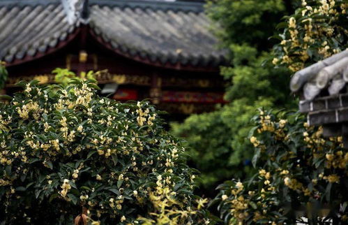 公園城市之秋