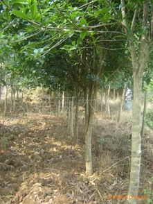 供應(yīng),桂花,杜芵,楓香,欒樹,紫薇,指導(dǎo)價(jià) 供應(yīng),桂花,杜芵,楓香,欒樹,紫薇,廠商 供應(yīng),桂花,杜芵,楓香,欒樹,紫薇,廠商 圖 盡在農(nóng)苗網(wǎng) 楊勝平