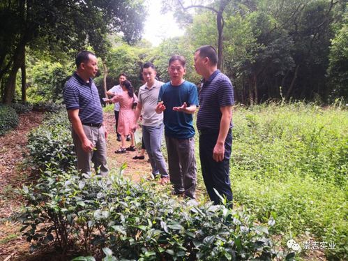 河源市場監(jiān)督局伍志勇率隊(duì)調(diào)研考察桂山茶地理標(biāo)志產(chǎn)品培育工作 茶葉新資源網(wǎng)