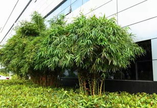 廣汽傳祺 汽車工廠里竟然有個(gè)植物園