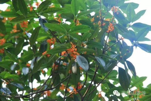 靚到炸裂 南海驚現(xiàn)連片粉色花海,美如仙境