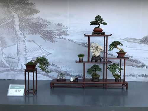 約桂 嗎 第二十屆金秋桂花節(jié)暨蘇派盆景精品邀請展啟幕