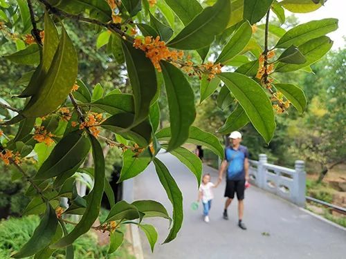 花香四溢，帶上這份馬鞍山賞桂地圖去尋芳吧
