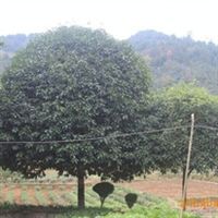 精品桂花樹苗——品質卓越，樹形優美